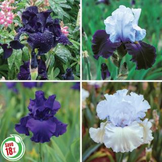 Iris Collection 1 Thumbnail